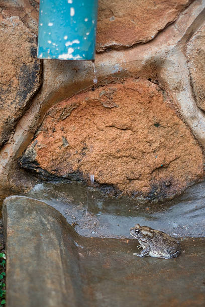 Cтоковое фото Сточная канава жаба