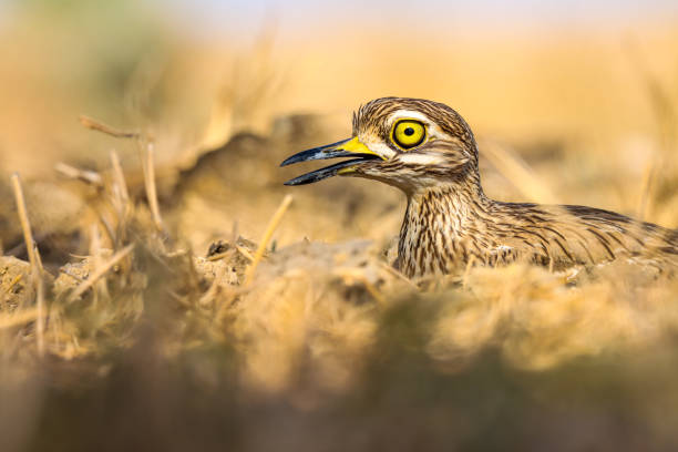 Indian stone-curlew. Bird in nature. Indian thick-knee. Closeup of a bird. thick chicks stock pictures, royalty-free photos & images