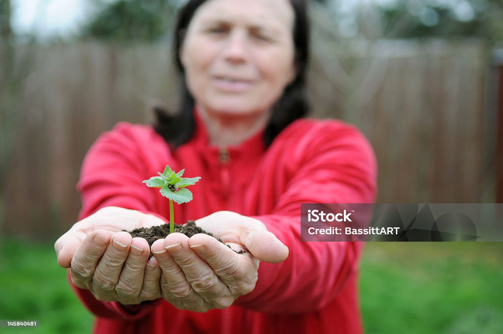 Rosnące roślin - Zbiór zdjęć royalty-free (Rozsada)