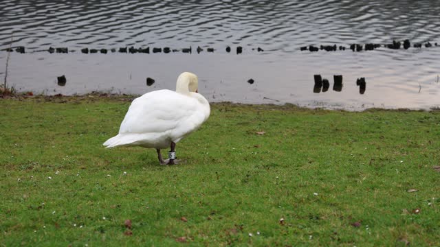 Beautiful white swan grazing on the grass near lake