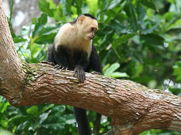 istock Capuchin Monkey on a branch in Costa Rica rain forest 145840494