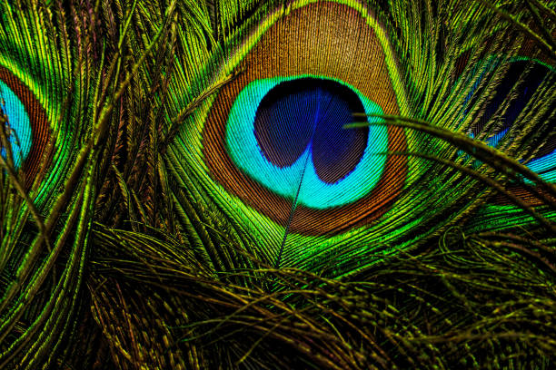 istock Peacock feather closeup. Peafowl feather. Colorful feather. 1458405358