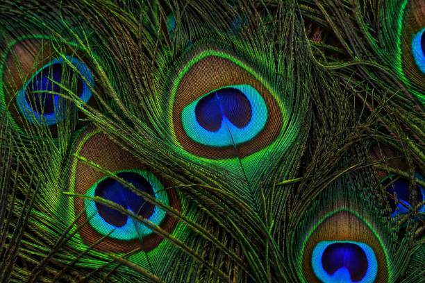 istock Peacock feather closeup. Peafowl feather. Colorful feather. 1458405485