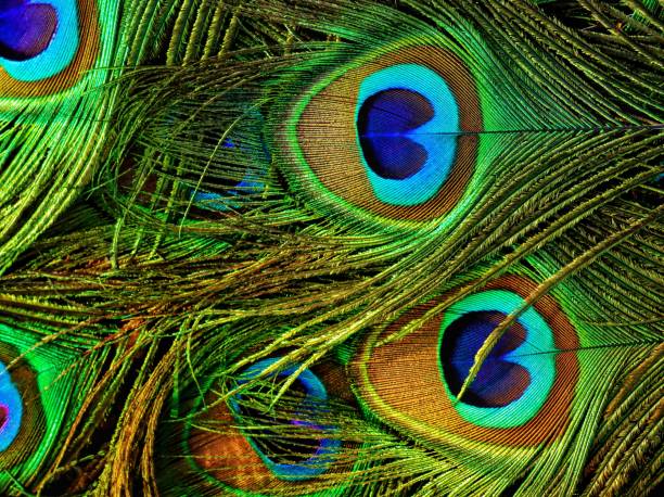 istock Peacock feather closeup. Peafowl feather. Colorful feather. 1458405547