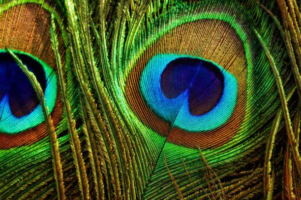Peacock feather closeup. Peafowl feather. Colorful feather.