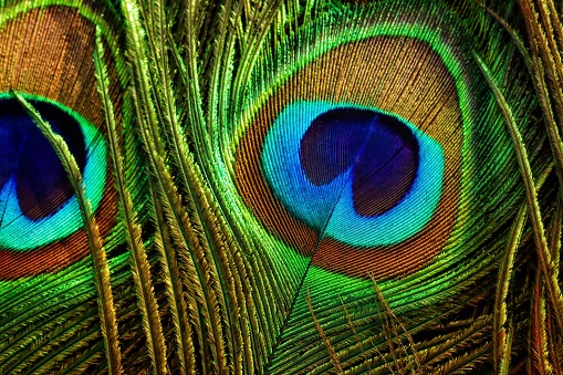 Peacock feather. Peafowl feather. Peacock feather background texture.