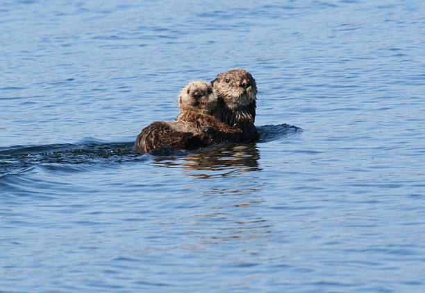 Sea otter und Kind Entspannen in der blauen Alaska Wasser – Foto
