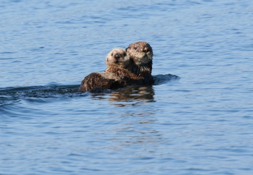 Ths sea otter is supporting her baby on her stomach as she lounges in the waters off of Kodiak Island in Alaska.