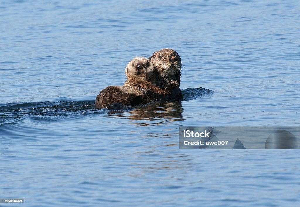 Sea otter and baby lounging in the blue Alaska waters Ths sea otter is supporting her baby on her stomach as she lounges in the waters off of Kodiak Island in Alaska. Otter Stock Photo