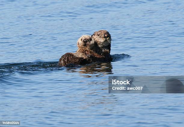 Sea Otter And Baby Lounging In The Blue Alaska Waters Stock Photo - Download Image Now