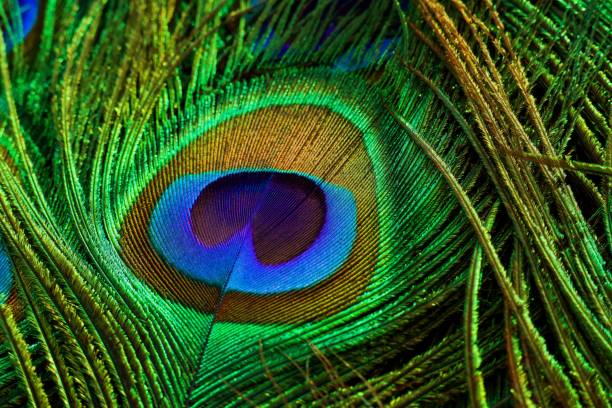 istock Peacock feather closeup. Peafowl feather. Colorful feather. 1458406147