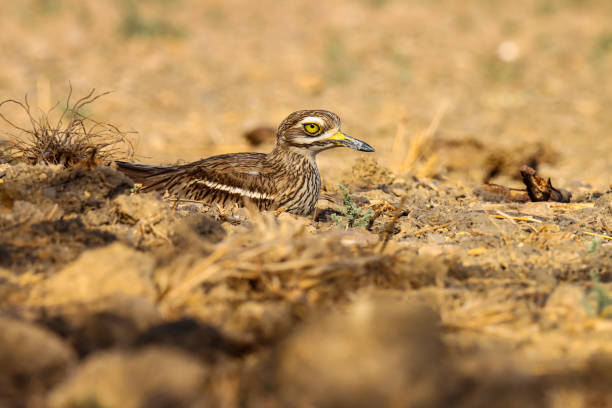 Indian stone-curlew. Indian thick-knee. Bird in nature. Bird sit on the ground. thick chicks stock pictures, royalty-free photos & images