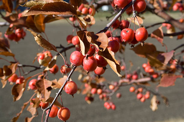 Red Cherries stock photo