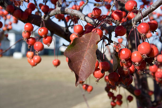 Wild Berries stock photo