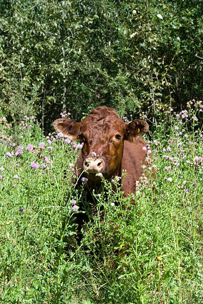 Cow in Grass stock photo