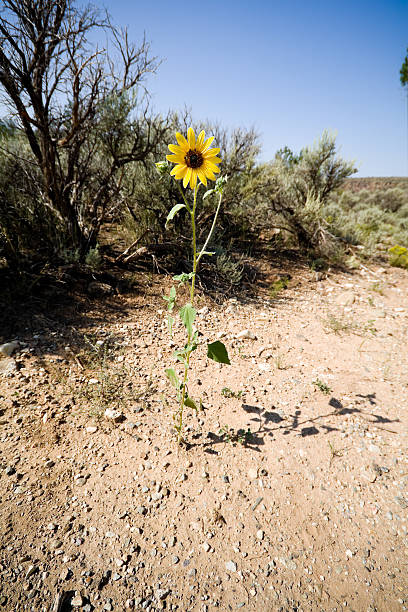 helianthus laetiflorus girasol artemisia tridentata en nuevo méxico, desierto contraste - single flower flower desert new mexico fotografías e imágenes de stock