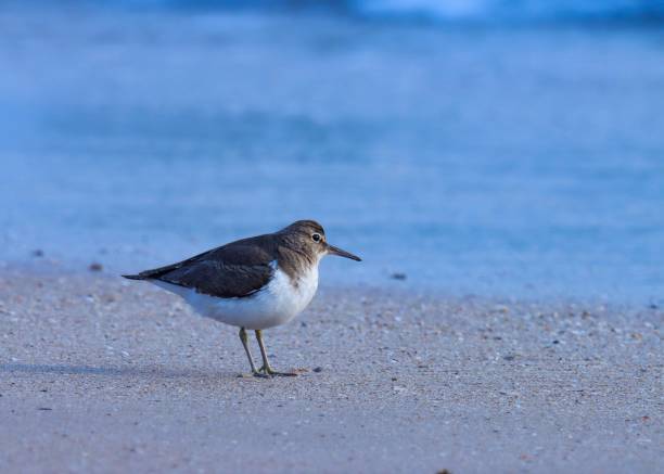 istock Common sandpiper standing on the beach. Water bird. 1458407781