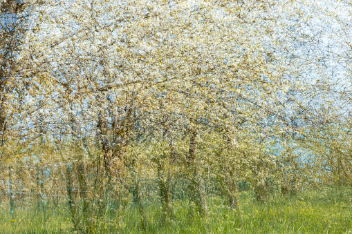Apple tree in spring bloom