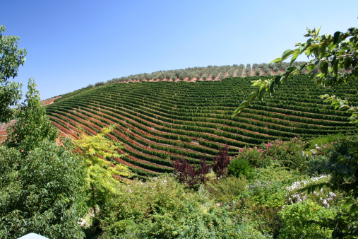 Tokara Vineyard in the lush South African winelands