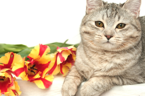 Sight of a grey cat with red tulips