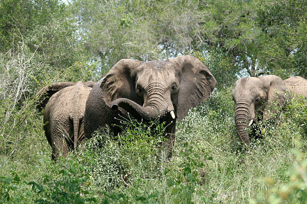 African Elephants stock photo