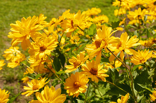 Heliopsis flowers in a flowerbed on a summer day