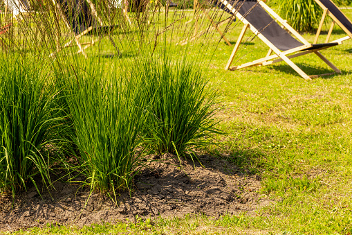 Molinia caerukea bushes in the summer garden