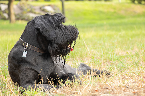 portrait of an adult black dog Giant Schnauzer in the park in the sun in summer in Ukraine, Giant Schnauzer black adult