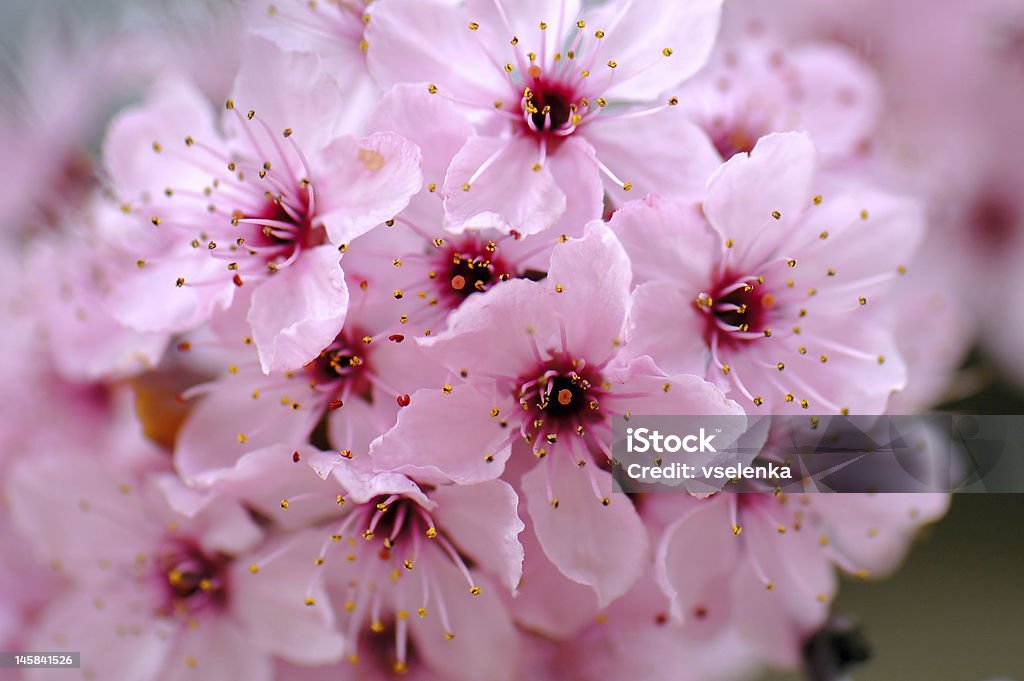 Cherry blossoms - Foto de stock de Abril royalty-free
