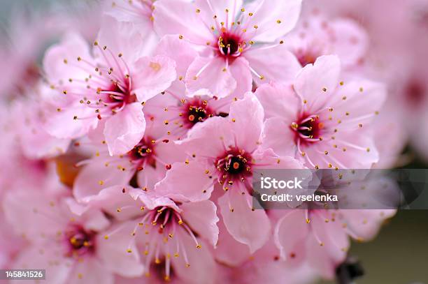 Foto de Cherry Blossoms e mais fotos de stock de Abril - Abril, Beleza natural - Natureza, Botão - Estágio de flora