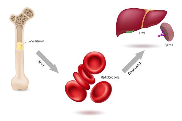 illustrazioni stock, clip art, cartoni animati e icone di tendenza di il midollo osseo è la fonte di globuli rossi.
e viene distrutto dal fegato e dalla milza. eritrociti. - blood cell cell human cell animal cell