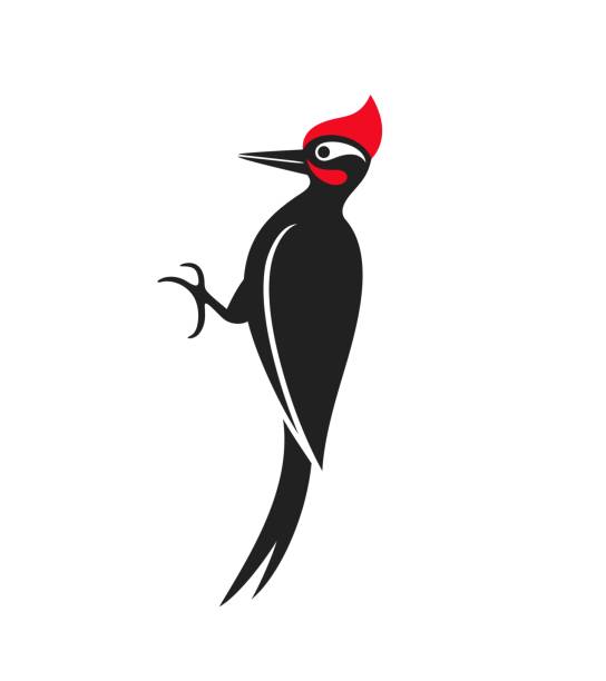Woodpecker logo. Isolated woodpecker on white background Vector EPS10 dendrocopos major stock illustrations