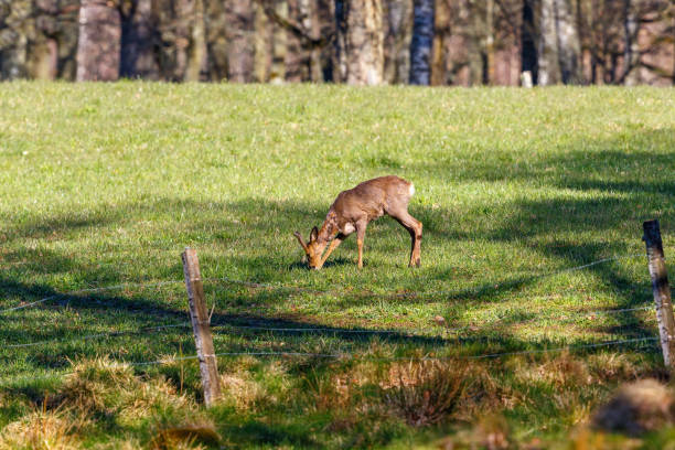 Full length of doe standing on green grassy landscape in woodland