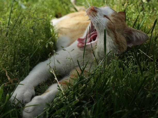 istock cute cat opening its mouth and screaming 1458418736