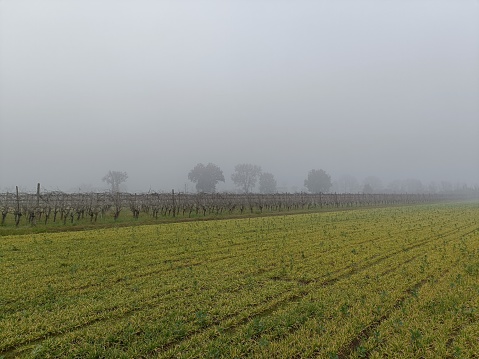 Foggy Countryside.