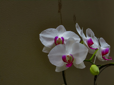 Phalaenopsis aphrodite is species of Orchid that is native to philippines and taiwan.