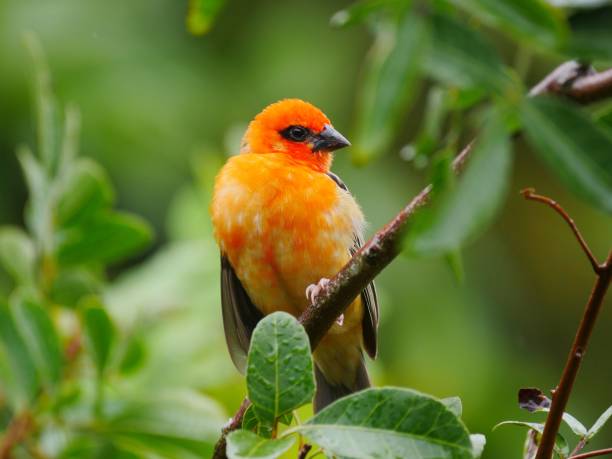 istock Orange bird perching in natural environment looking at camera 1458421860