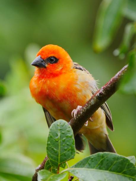 istock Orange bird perching in natural environment looking at camera 1458421920