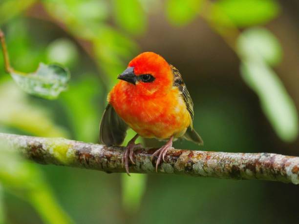 istock Red Fody bird perching on branch- looking at camera 1458421976