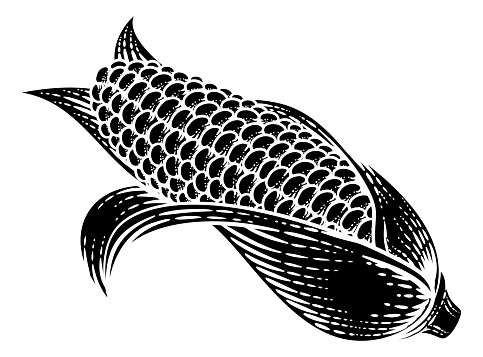 Corn vegetable illustration in a vintage retro woodcut etching style.