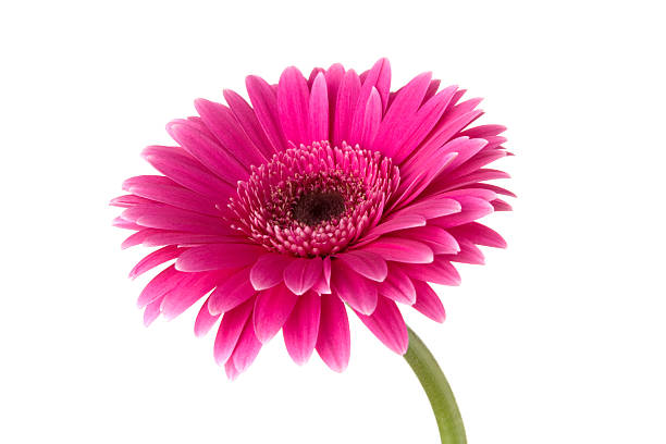 гербера изолирован на белом - perfection gerbera daisy single flower flower стоковые фото и изображения