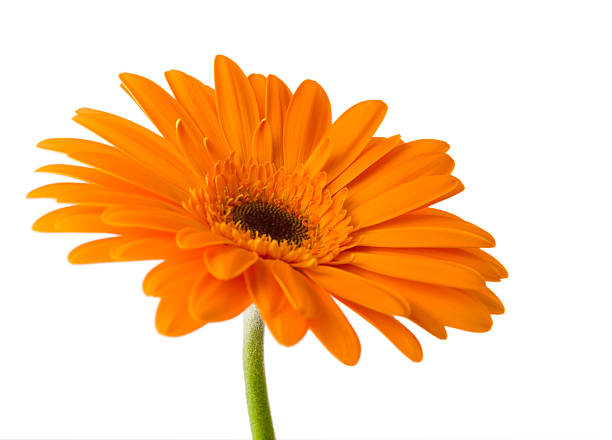 gerbera aislado en blanco - perfection gerbera daisy single flower flower fotografías e imágenes de stock