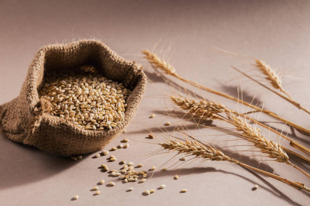istock Burlap bag of dry raw broken pearl barley cereal grain 1458423841