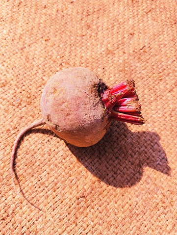 Beetroot red fresh beets redbeet gardenbeet tablebeet dinnerbeet goldenbeet common-beet a taproot plant chukandar betterave vegetable raiz remolacha food closeup beterraba image photo