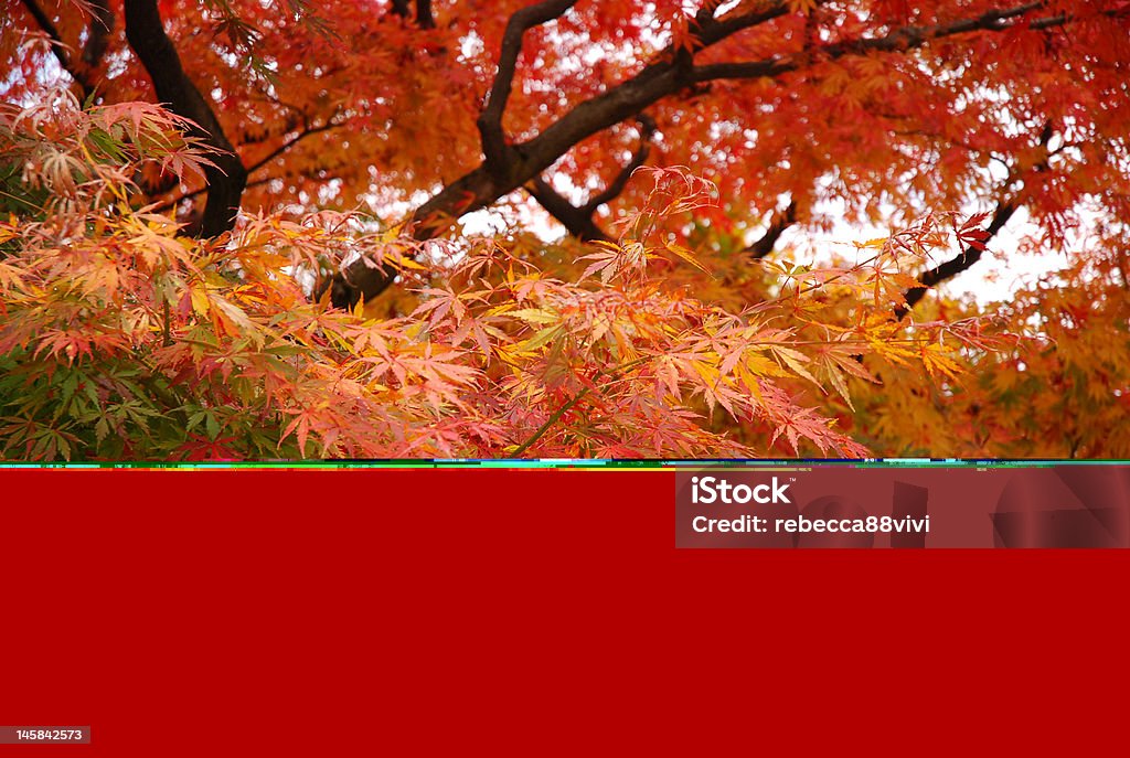 autumm foglie - Foto stock royalty-free di Acero giapponese
