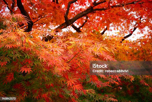 Autumm Foglie - Fotografie stock e altre immagini di Acero giapponese - Acero giapponese, Foglia di acero, Ramo - Parte della pianta