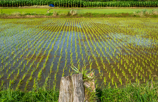 path way trough unripe corn field