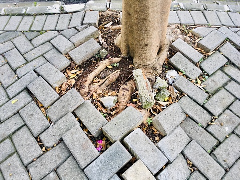 paving is damaged due to the development of tree roots