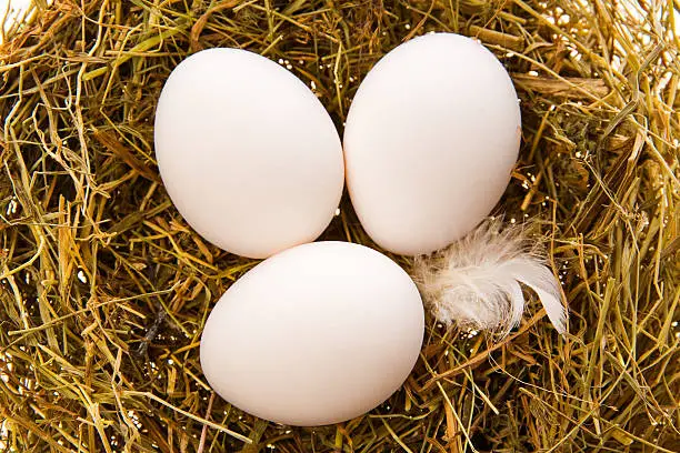 Photo of Three eggs and white feather