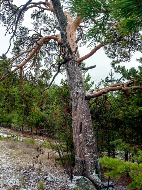 Photo of old mangled pine tree on top of a hill